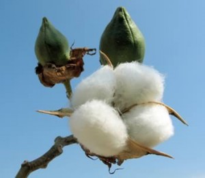 Organic Cotton Plant