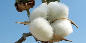 Organic Cotton Plant