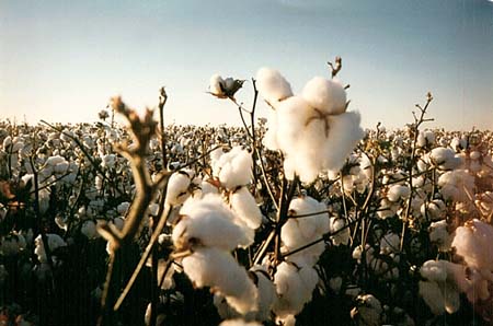 soaring cost of cotton