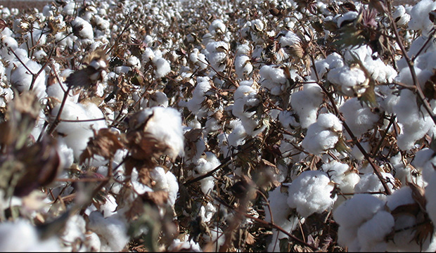 Cotton Fiber