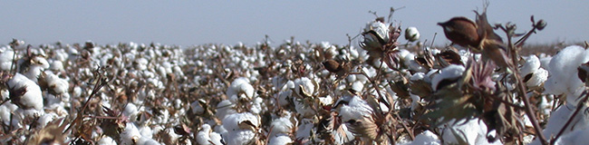 Cotton Plant