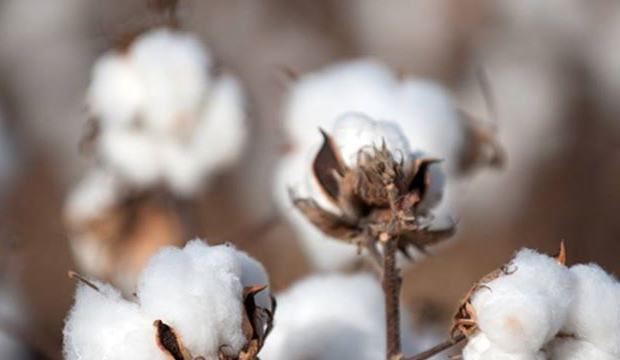 3 Resources for Sourcing Organic Cotton for Your Fashion Collection