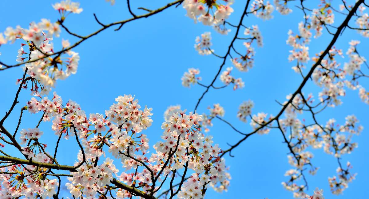 cherry blossoms